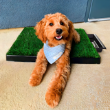 Pet Potty Training Lawn