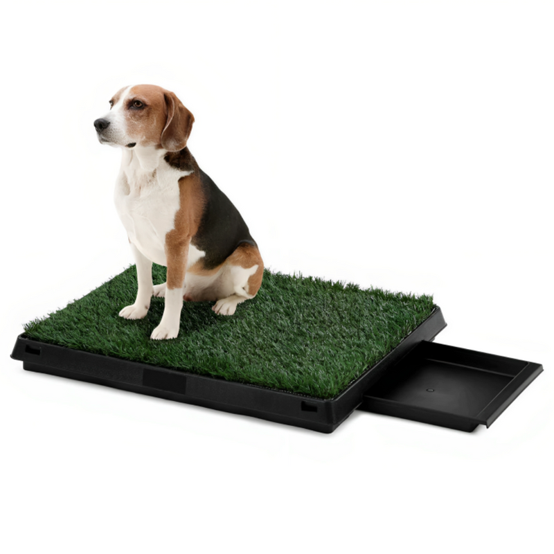 Pet Potty Training Lawn