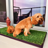 Pet Potty Training Lawn